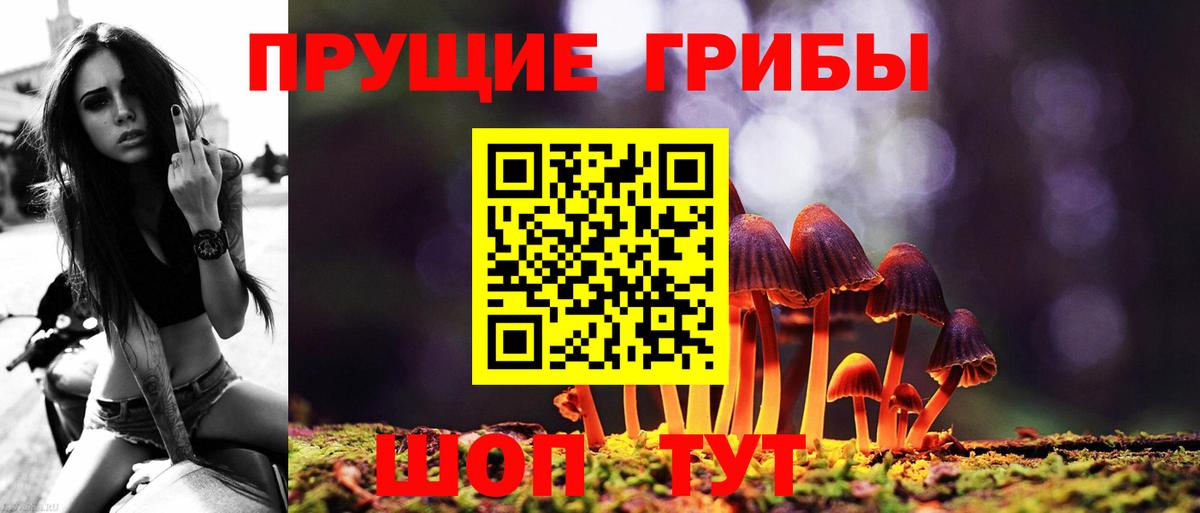 Галлюциногенные грибы Psilocybe Горячий Ключ